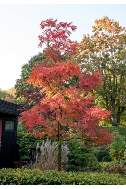 Горобина звичайна Додонг